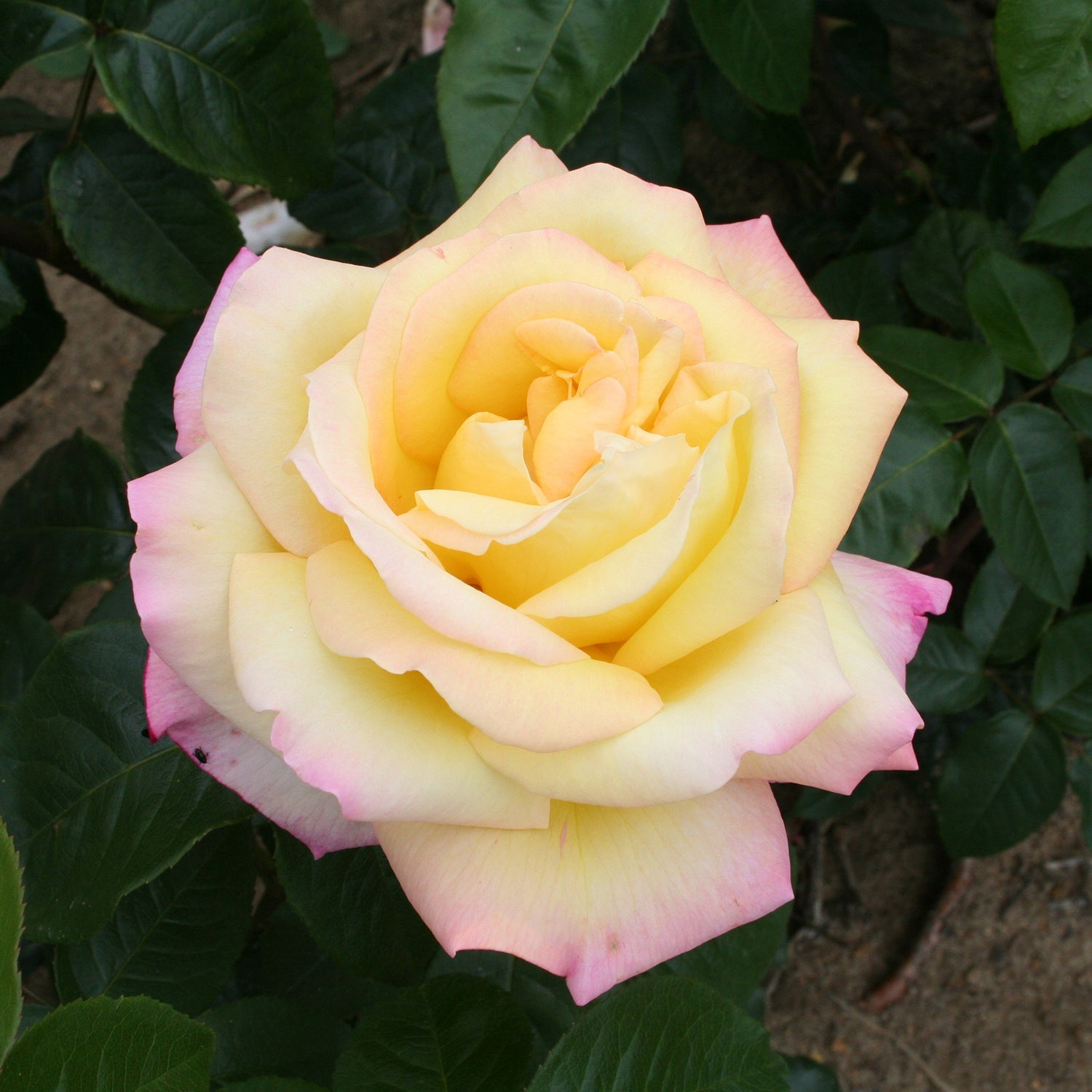 Rose Peace 3L potted