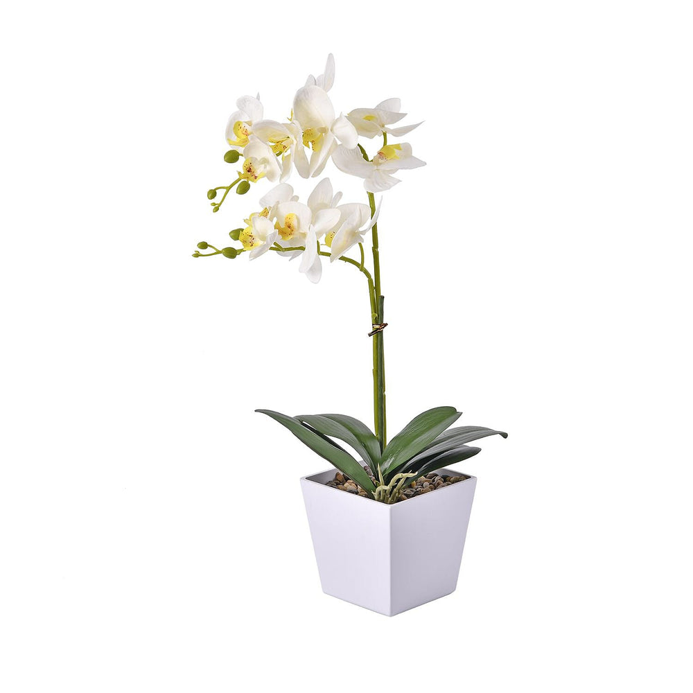 12 Head Butterfly Orchid Flower Foliage (Size 50x12x12 cm) - White