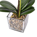 6 Head Butterfly Orchid Flower Foliage with Cobblestone (Size 50x10x10 cm) - White