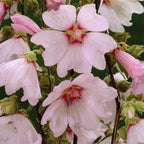 7017045_2.jpg