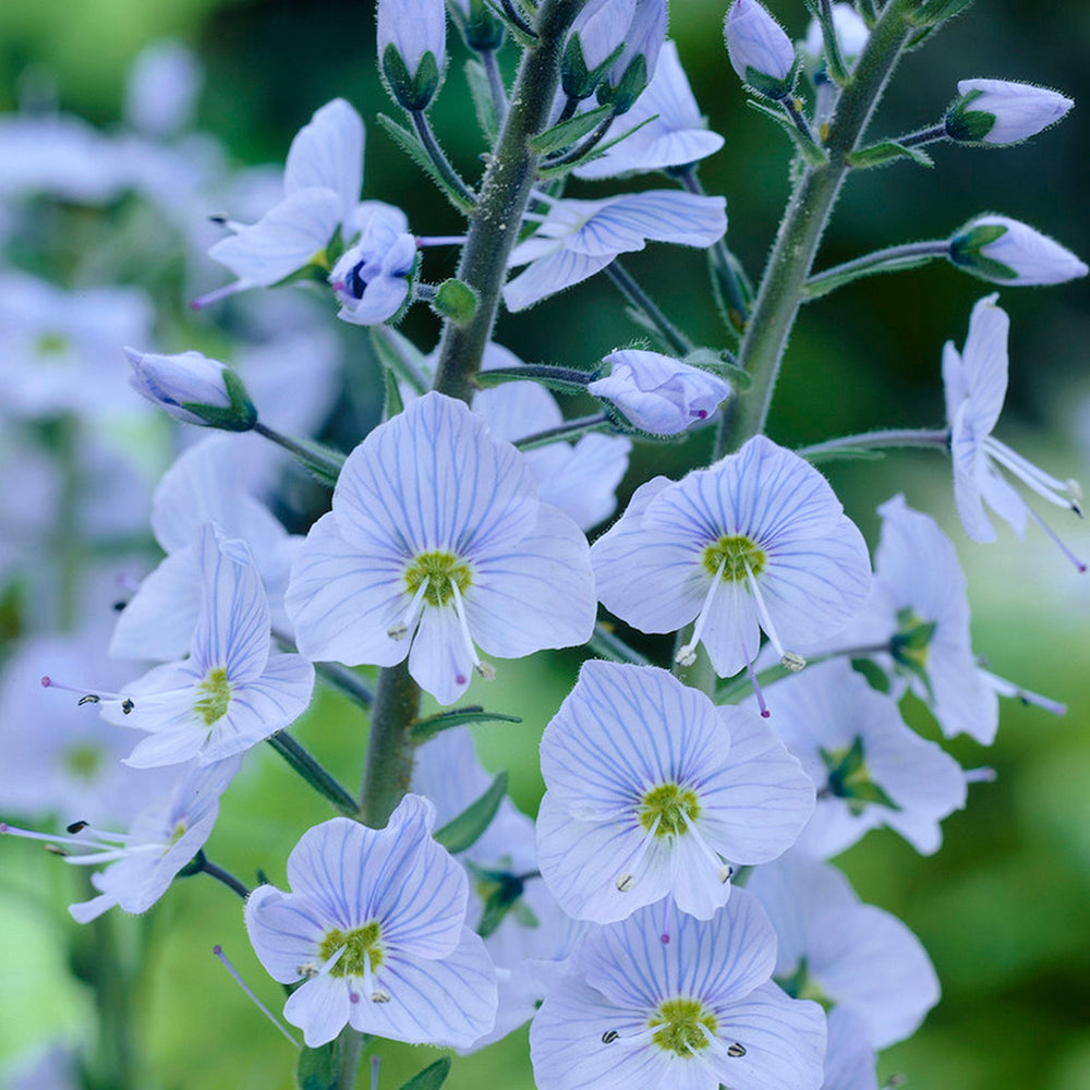 7022361_1.jpg