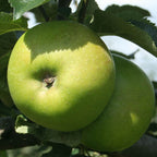 7708769_1.jpg
