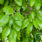 7708785_1.jpg