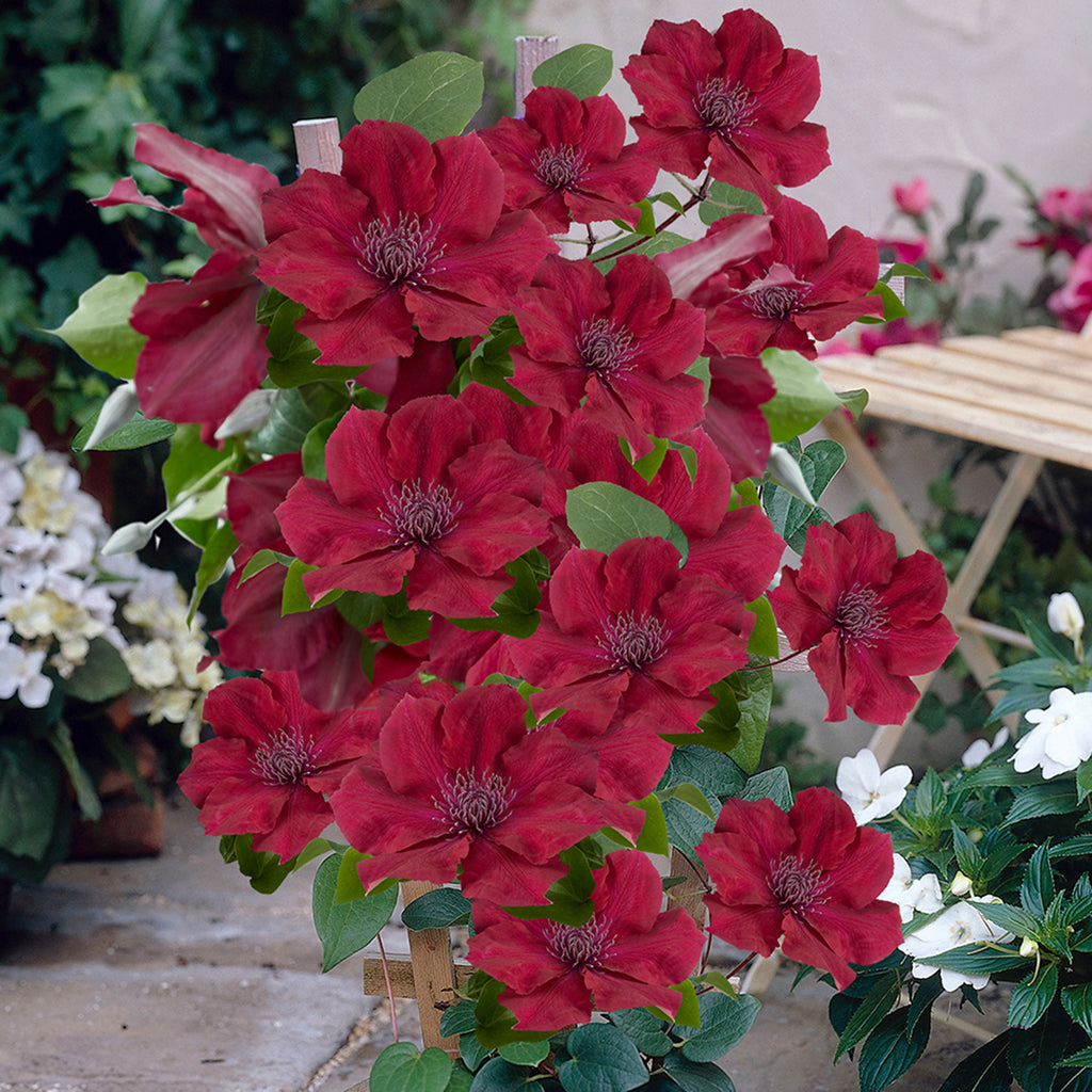 7729124_5.jpg