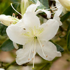 7729128_3.jpg