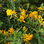 7729215_3.jpg
