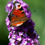 7730800_3.jpg