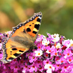 7730800_5.jpg