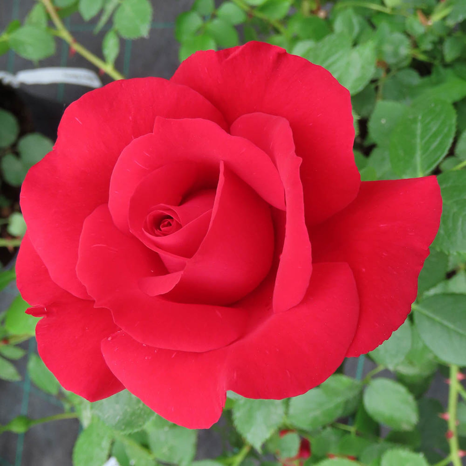 7730846_2.jpg