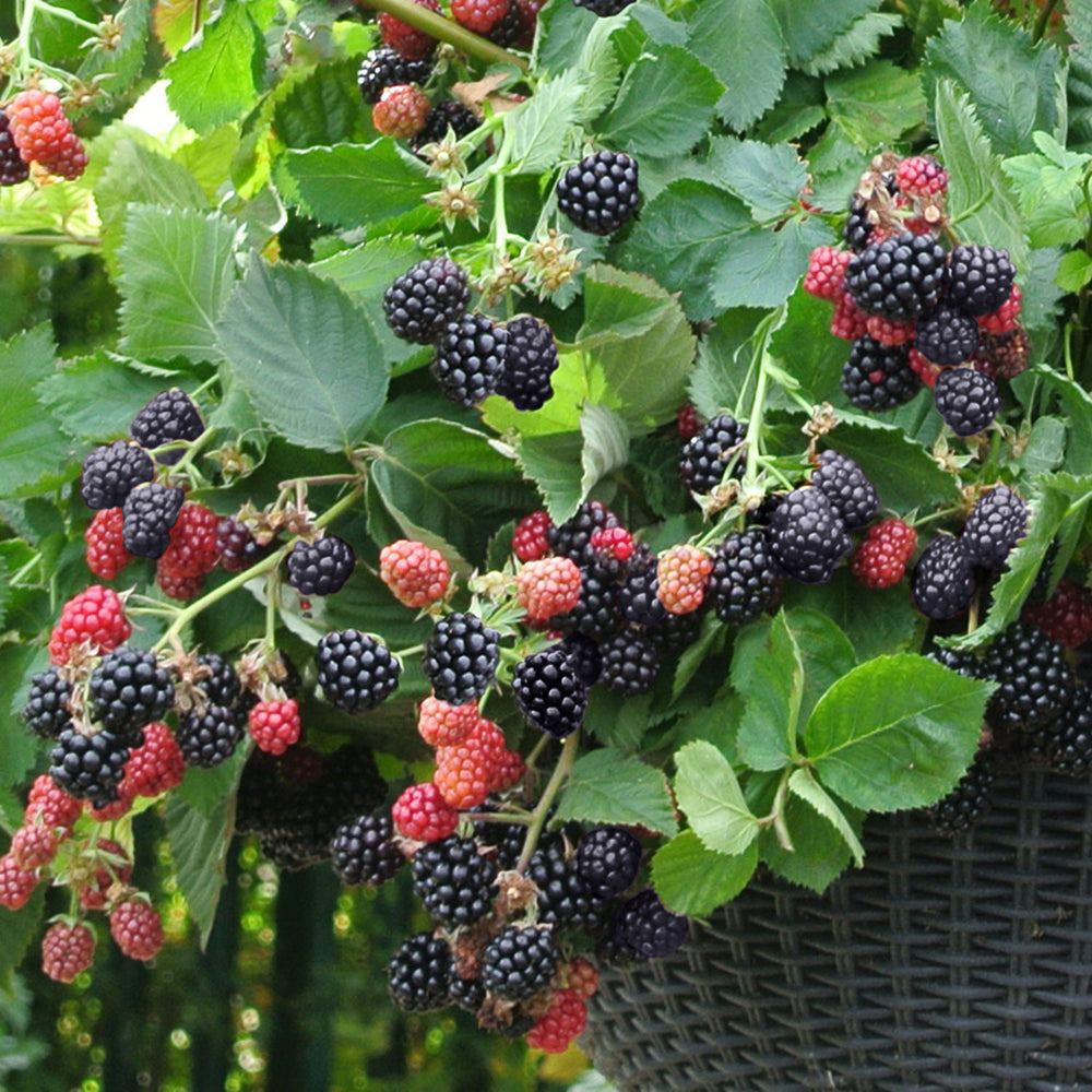 7730898_2.jpg