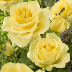 7733297_3.jpg