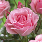 7733297_6.jpg