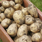7733312_3.jpg