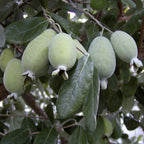 7751501_1.jpg