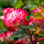 7751514_1.jpg