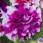 7752416_7.jpg