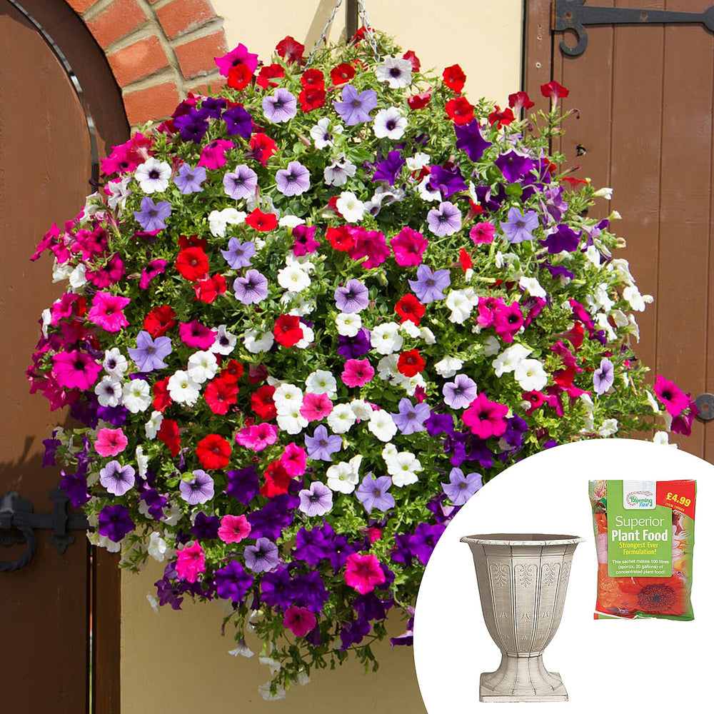 Petunia Plug Plants x6, Blue Planter & Fert