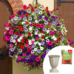 Petunia Plug Plants x6, Blue Planter & Fert