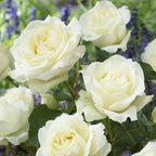 Rose Hybrid Tea Bare Roots & Fert 50g