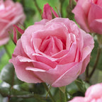 Rose Hybrid Tea Bare Roots & Fert 50g