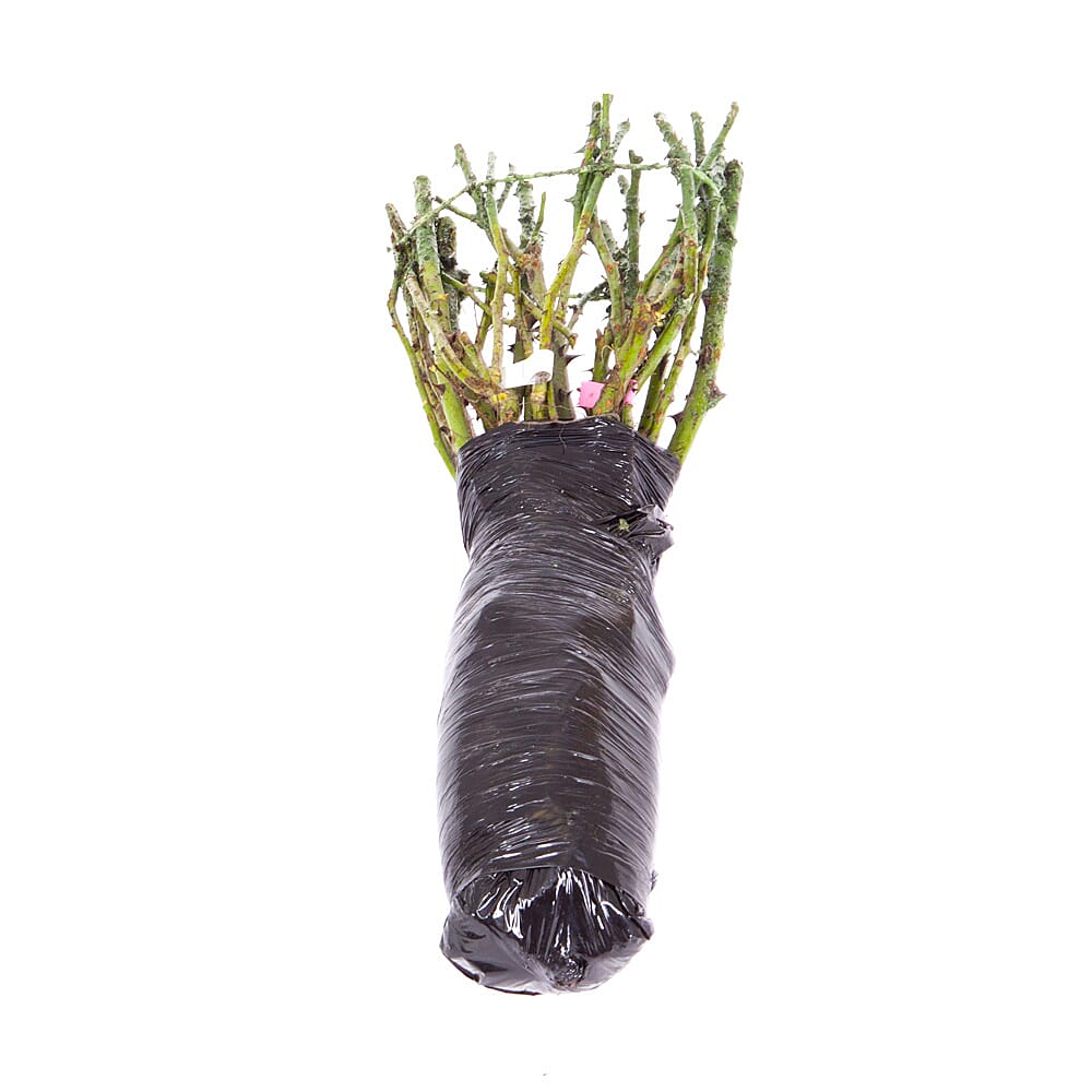 Rose Hybrid Tea Bare Roots & Fert 50g
