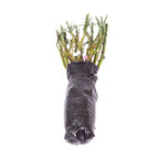 Rose Hybrid Tea Bare Roots & Fert 50g