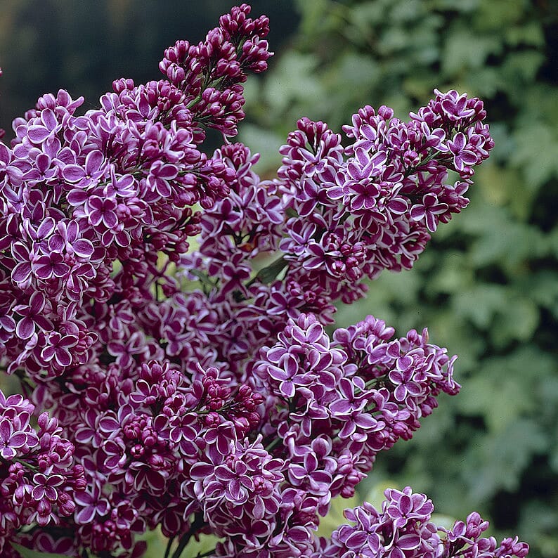 Fragrant French Lilac Collection in 9cm Pot x3