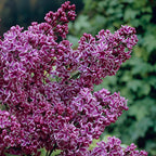 Fragrant French Lilac Collection in 9cm Pot x3
