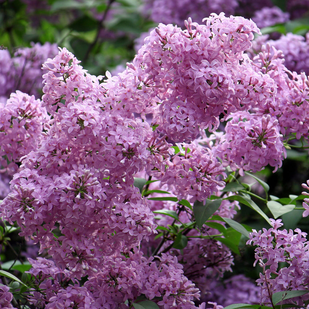Fragrant French Lilac Collection in 9cm Pot x3