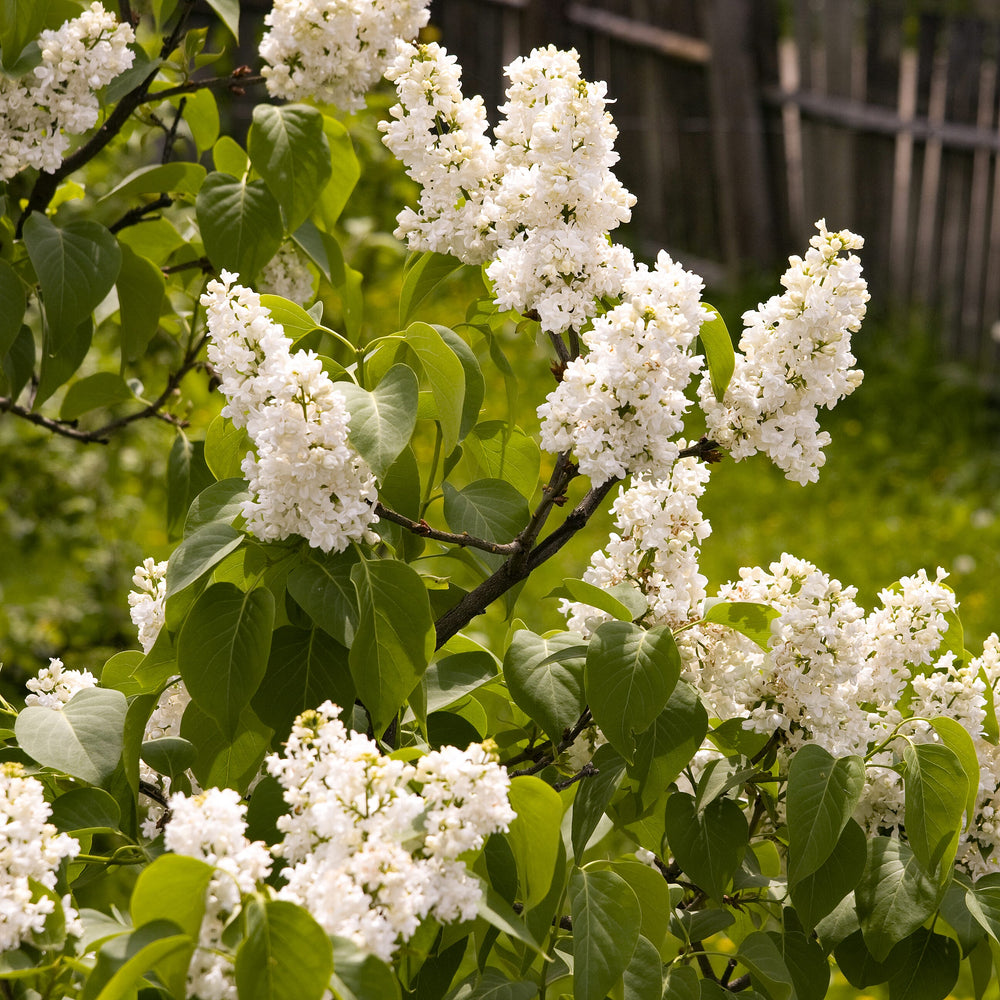 Fragrant French Lilac Collection in 9cm Pot x3