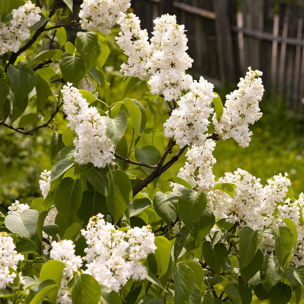 Fragrant French Lilac Collection in 9cm Pot x3