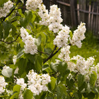 Fragrant French Lilac Collection in 9cm Pot x3