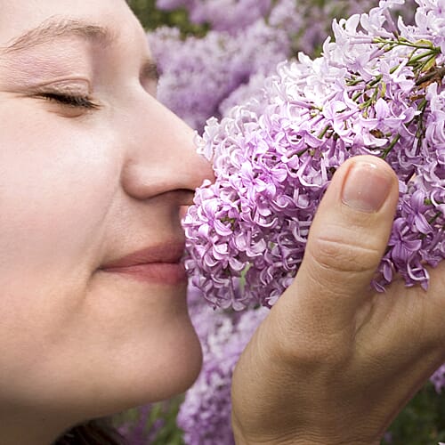 Fragrant French Lilac Collection in 9cm Pot x3