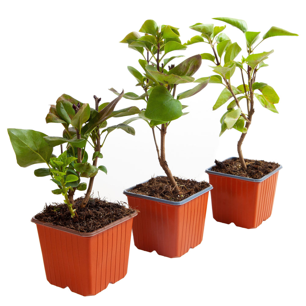 Fragrant French Lilac Collection in 9cm Pot x3