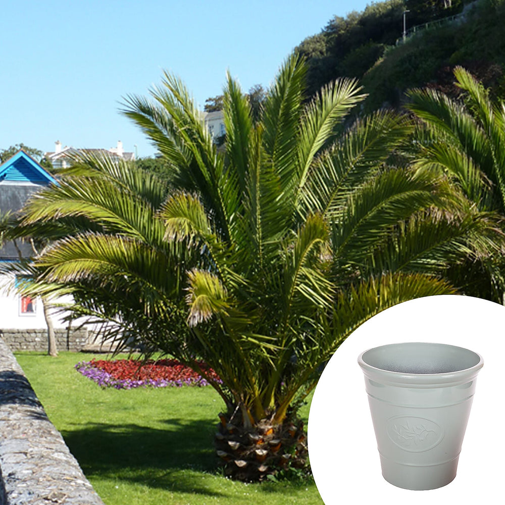 Phoenix Canariensis & Olive Green Planter