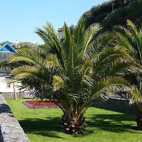 Phoenix Canariensis & Olive Green Planter