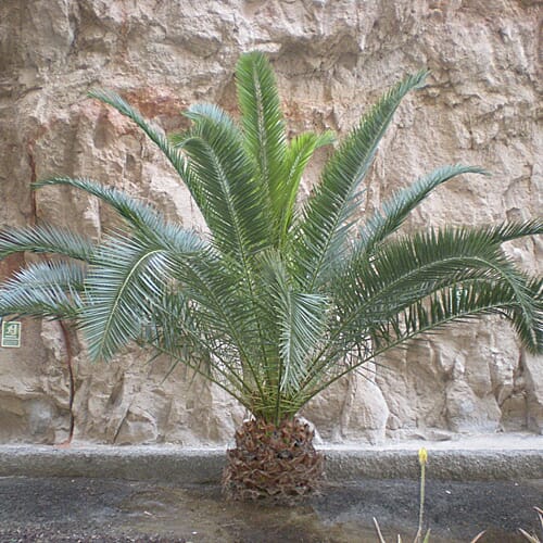Phoenix Canariensis & Olive Green Planter