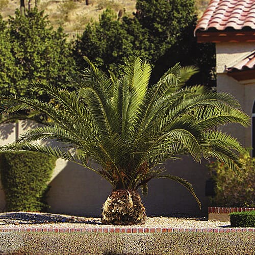 Phoenix Canariensis & Olive Green Planter