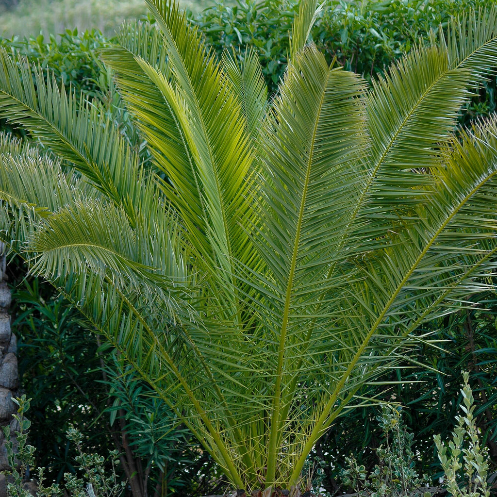 Phoenix Canariensis & Olive Green Planter
