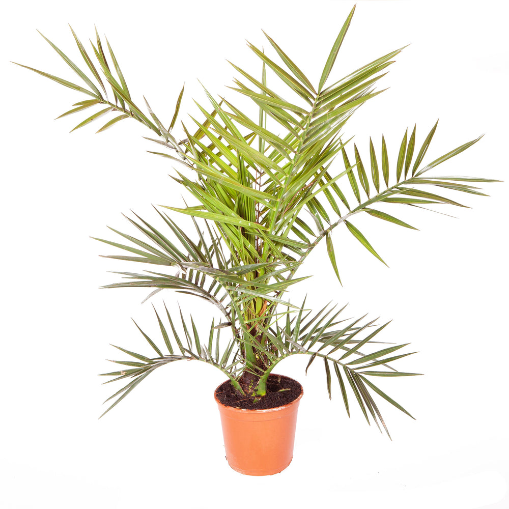 Phoenix Canariensis & Olive Green Planter