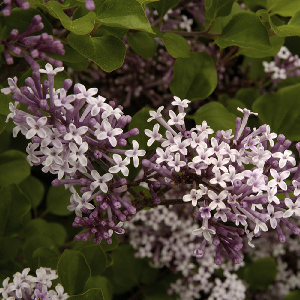 7757148_1.jpg