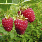 Raspberry Autumn Bliss Short Canes x10