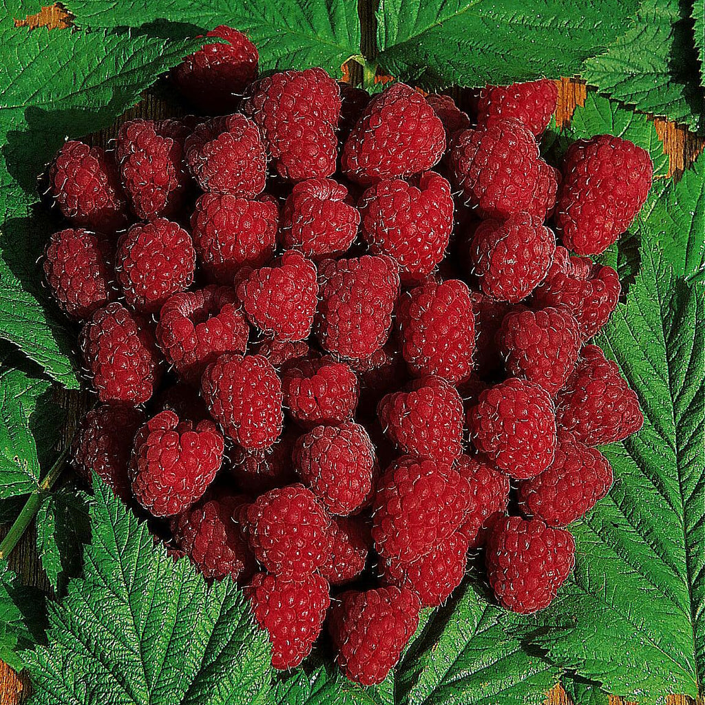 Raspberry Autumn Bliss Short Canes x10