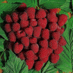 Raspberry Autumn Bliss Short Canes x10