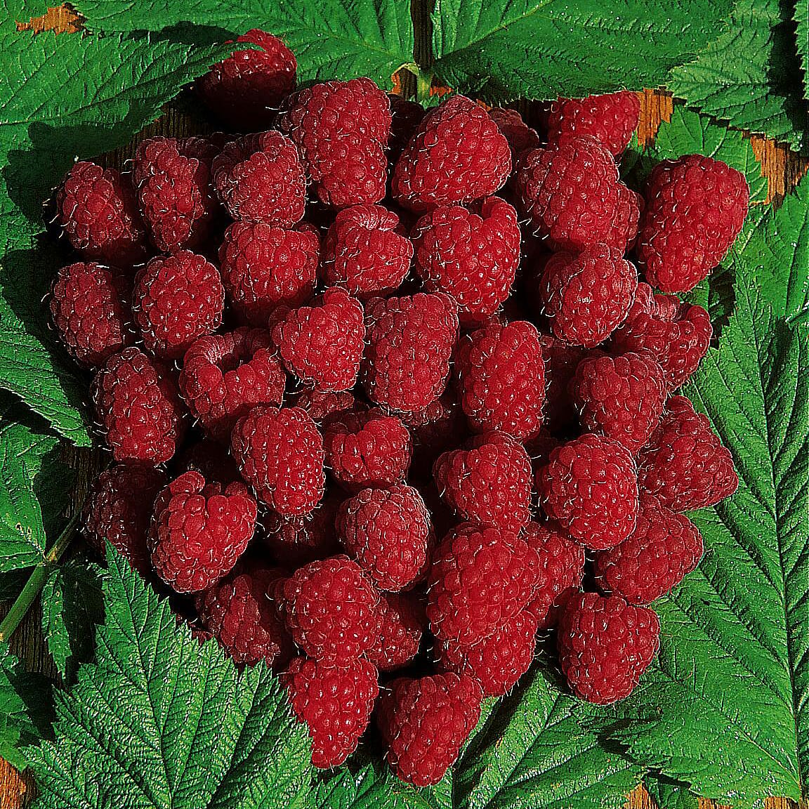 Raspberry Autumn Bliss Short Canes x10