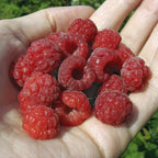 Raspberry Autumn Bliss Short Canes x10