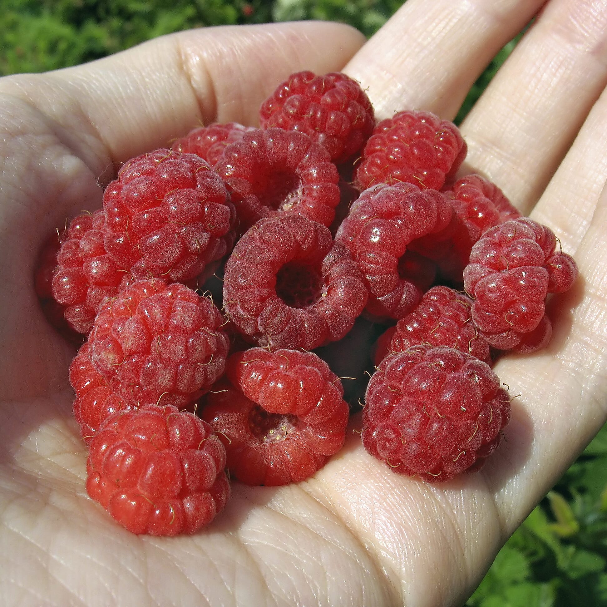 Raspberry Autumn Bliss Short Canes x10