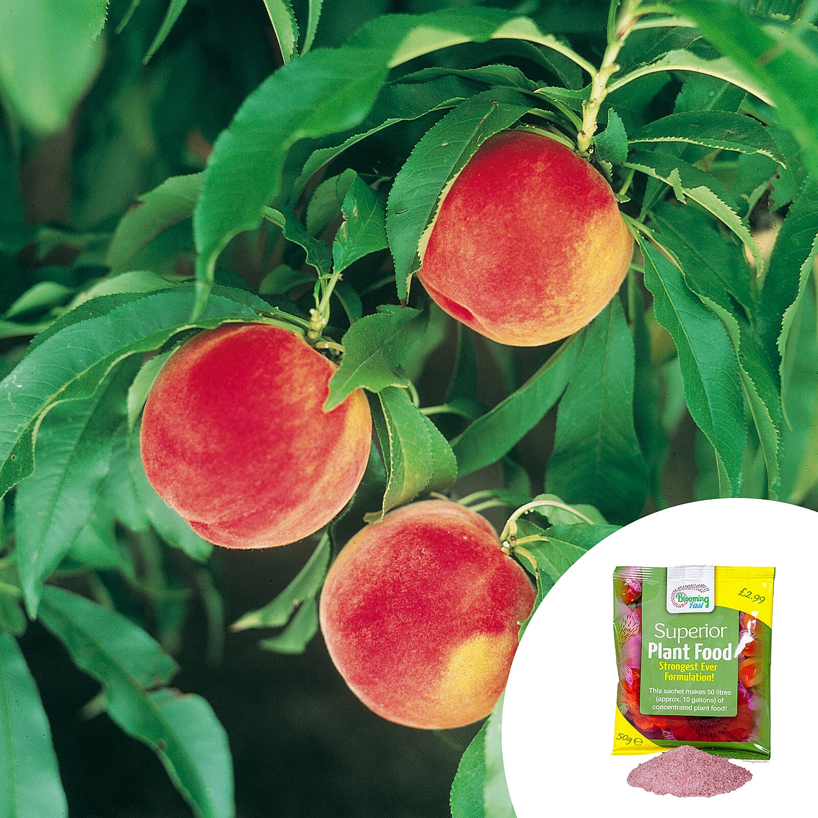 Peach Amber Patio Tree Bare Root & Fert 50gms