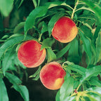 Peach Amber Patio Tree Bare Root & Fert 50gms