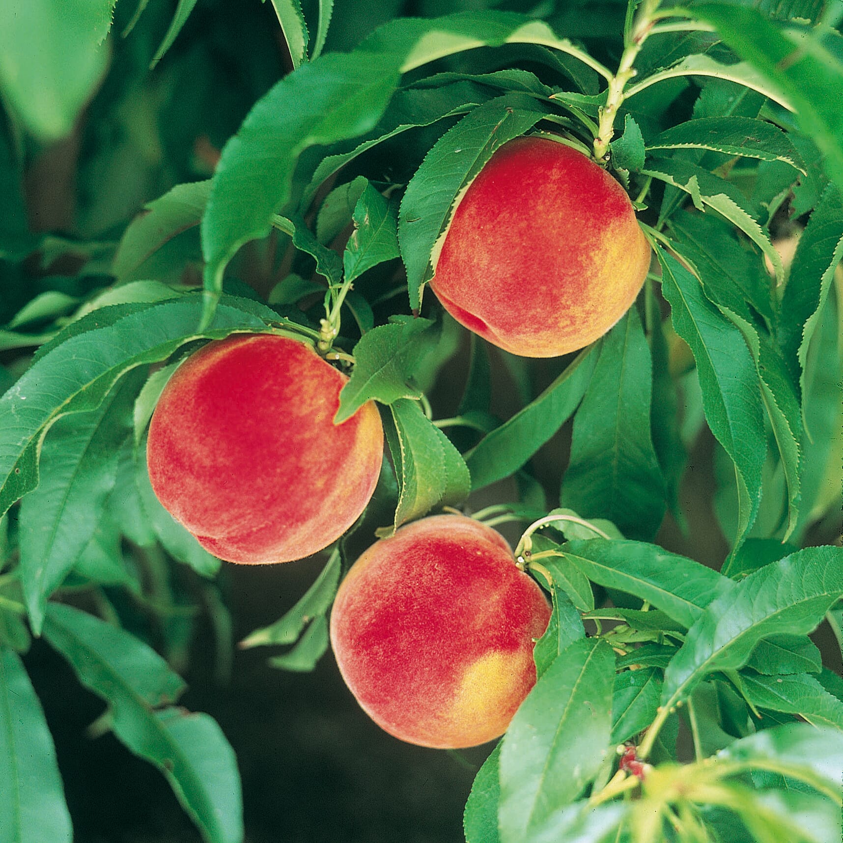 Peach Amber Patio Tree Bare Root & Fert 50gms
